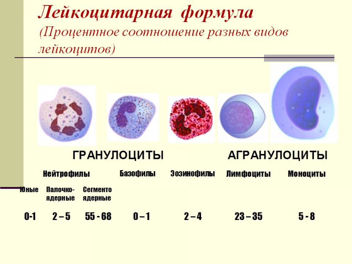 Лейкоциты 1 у мужчин